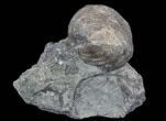 Platystrophia Brachiopod Fossil From Kentucky #35124-1